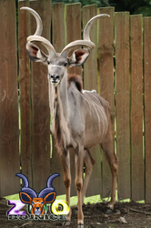Bojnice ZOO -  antilopa