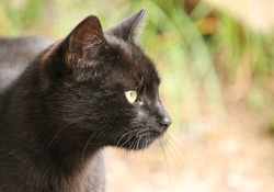 mačka čierny kocúrko