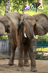 Bojnice ZOO -  Slon africký