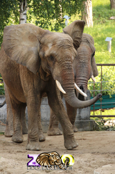 Bojnice ZOO -  Slon africký