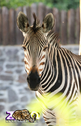 Bojnice ZOO -  zebra