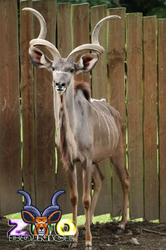 Bojnice ZOO -  antilopa Kudu veľký