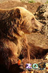 Bojnice ZOO -  Medveď hnedý európsky