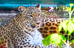 Bojnice ZOO -  Leopard perzský