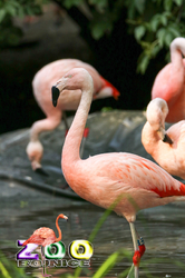 Bojnice ZOO -  Plameniak čilský