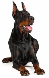 Doberman 2