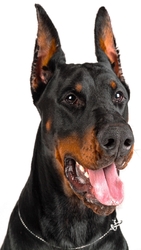 Doberman