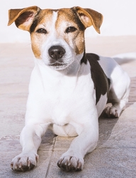 Jack Russell teriér