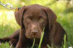 šteniatko čokoládového  labradoríka