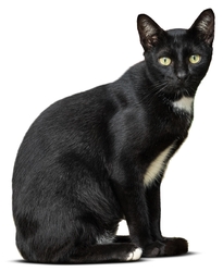 mačka čierna  14