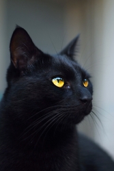 mačka čierna 