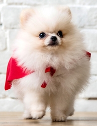 Pomeranian 1