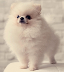 Pomeranian