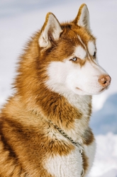 Sibírsky husky