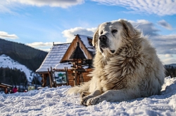 Slovenský čuvač /Salaš Zbojská/
