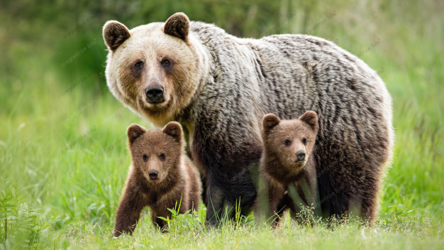 Medveď hnedý brown-bear-two-cubs Medveď hnedý